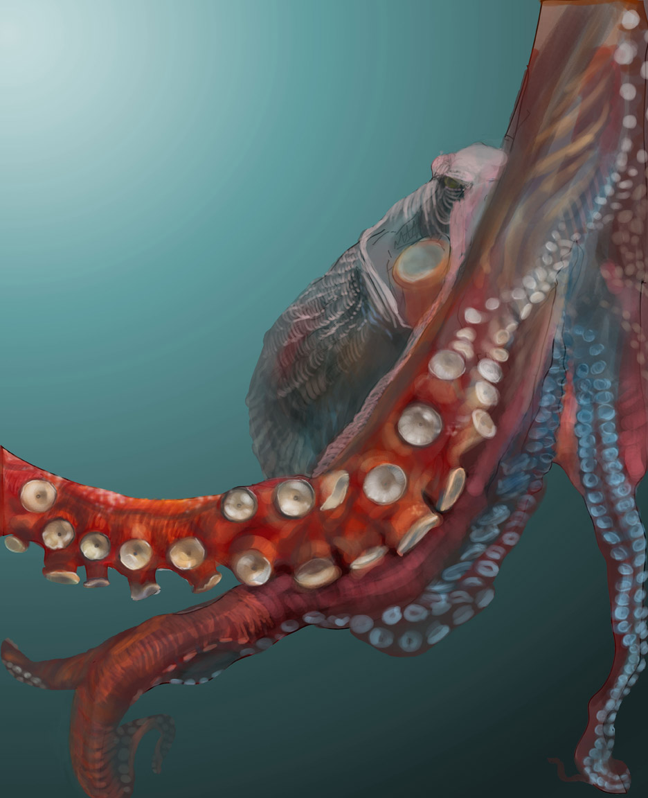 Giant Pacific octopus by Krista Anandakuttan copyright 2008