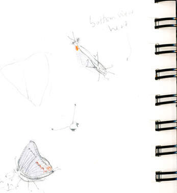 sketchbook_hairstreak butterflyKAnandakuttan