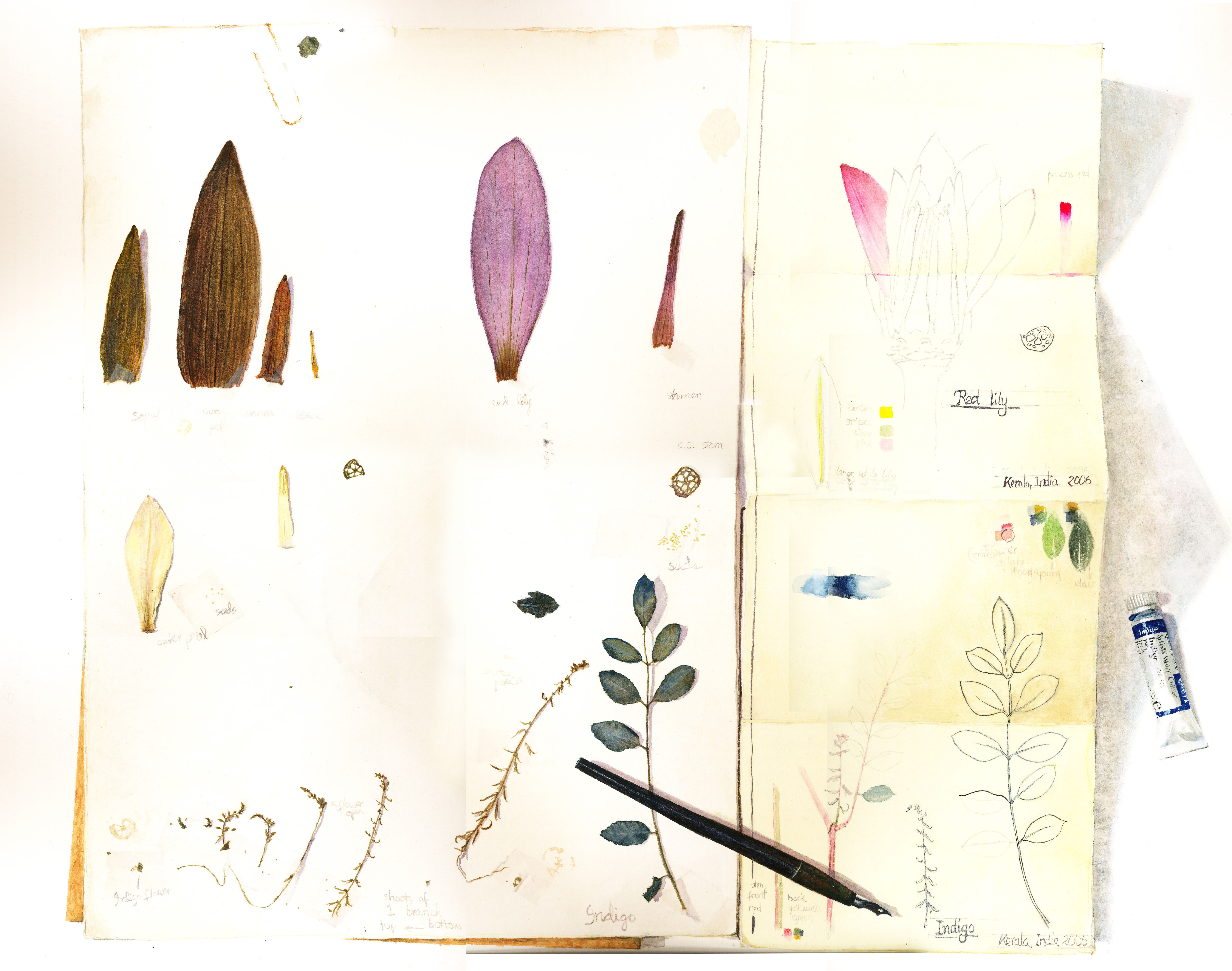The Botanist's Notebook by Krista Anandakuttan 2009