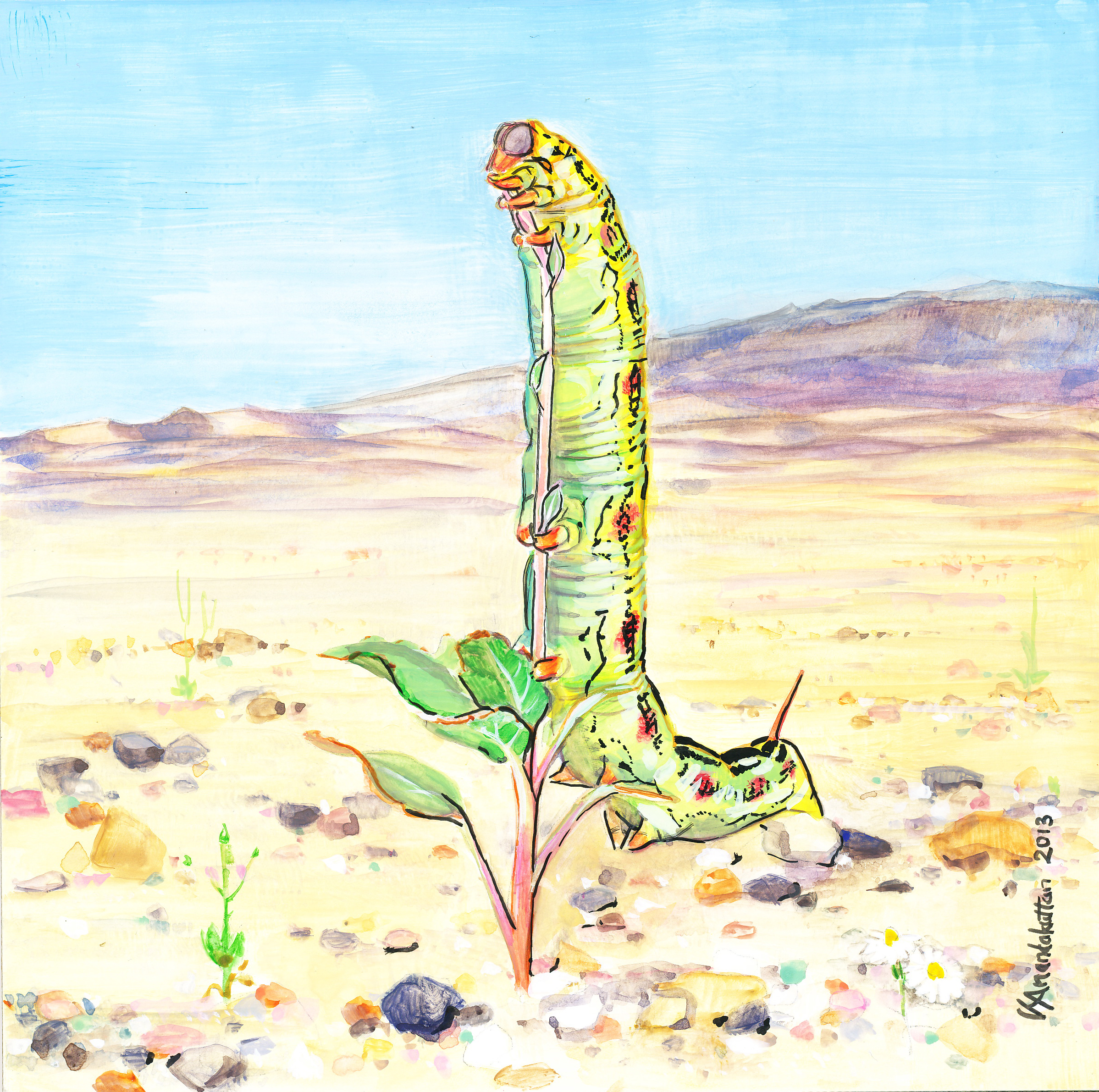 Desert Caterpillar