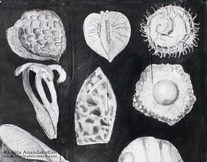Array of Seed Diversity, featuring Amborella trichopoda, by Krista Anandakuttan