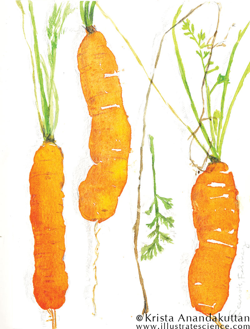 garden_carrots
