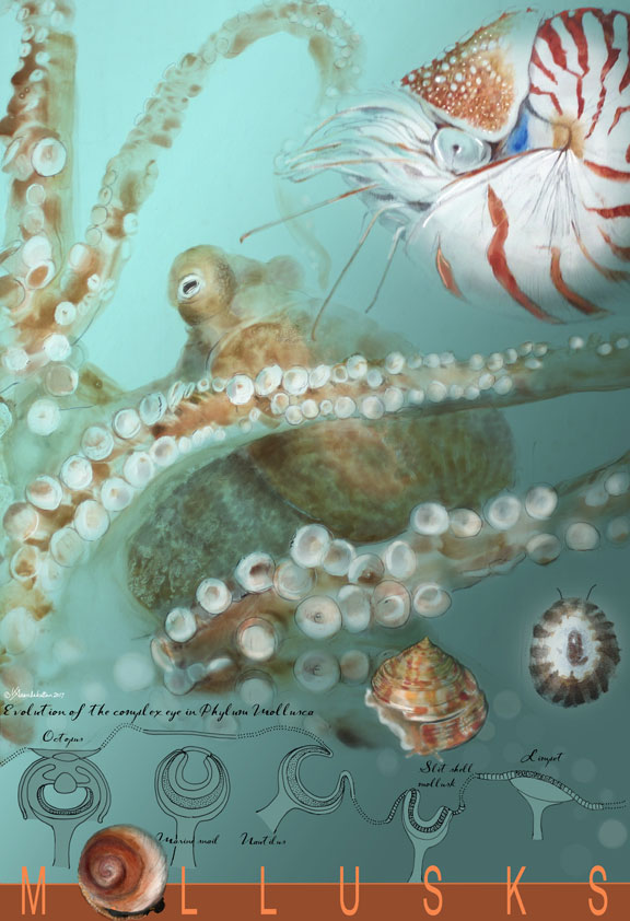 Mollusks eye evolution digital illustration_KAnandakuttan