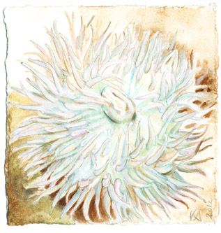 In the studio: Anemone