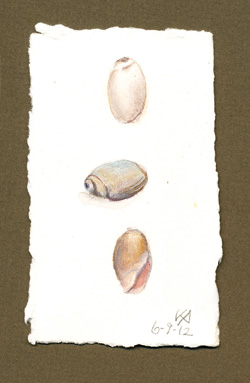 Olive seashells: an Open Studio Demonstration