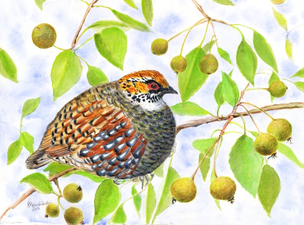 Himalayan hill partridge in a wild pear tree