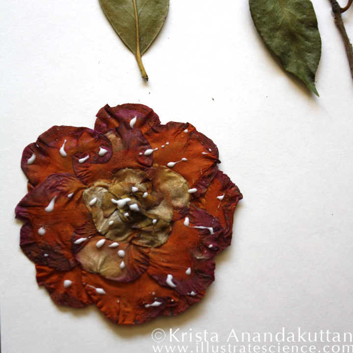 KAnandakuttan_botanicals_camellia2_sq