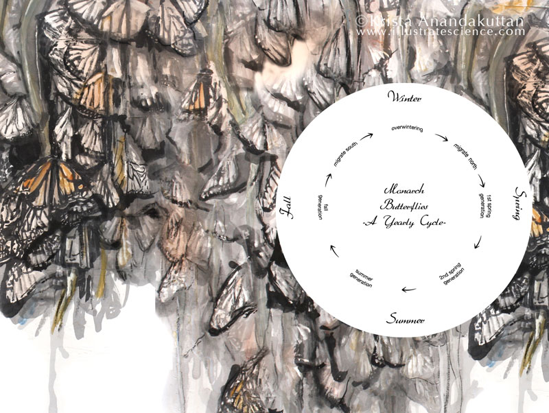 Graphic: Monarchs, A Yearly Cycle