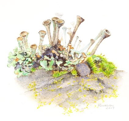 Lichen Watercolor